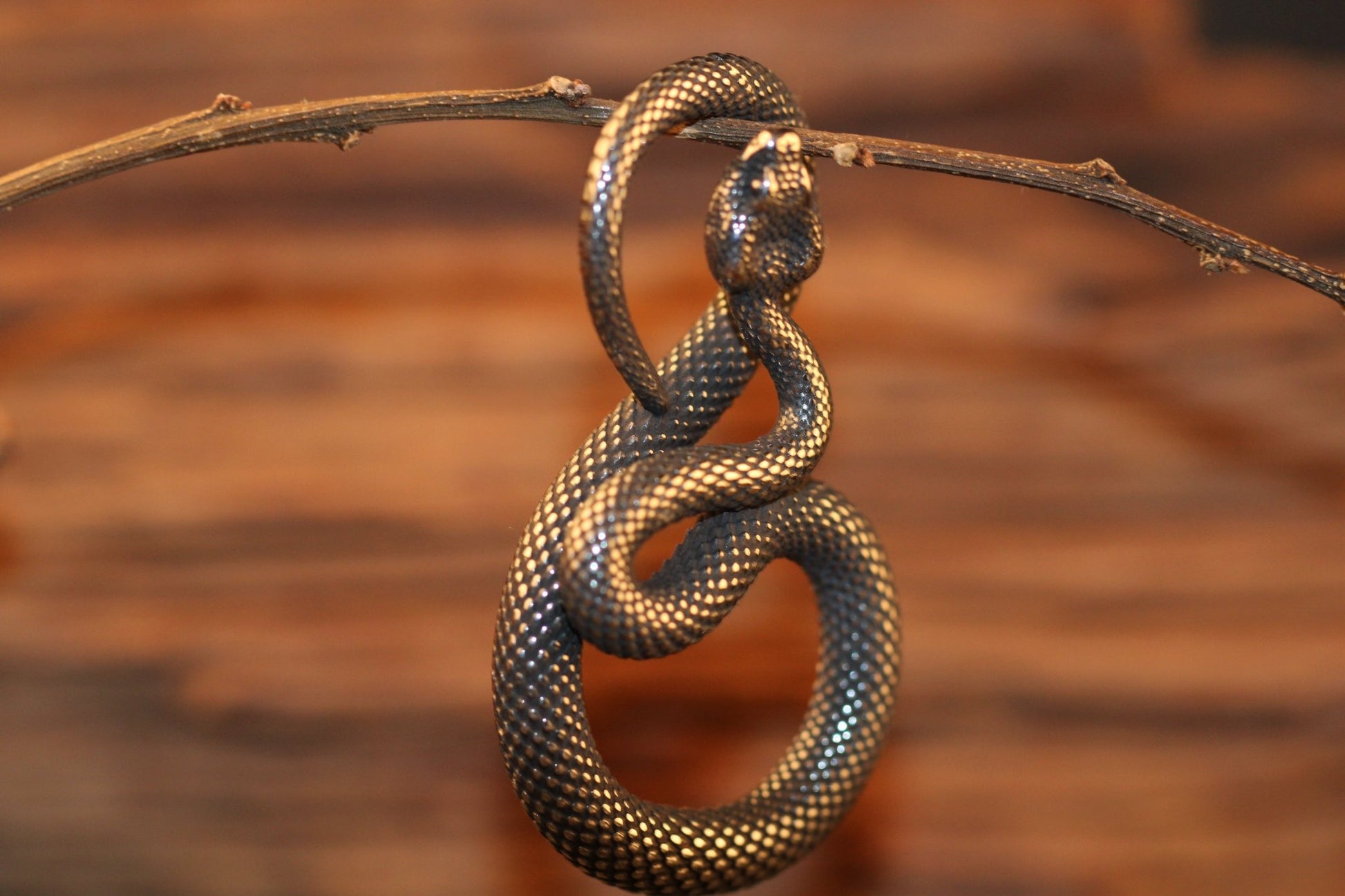 Snake - Hellgate