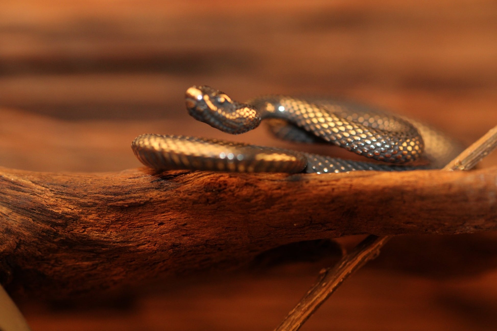 Snake - Hellgate
